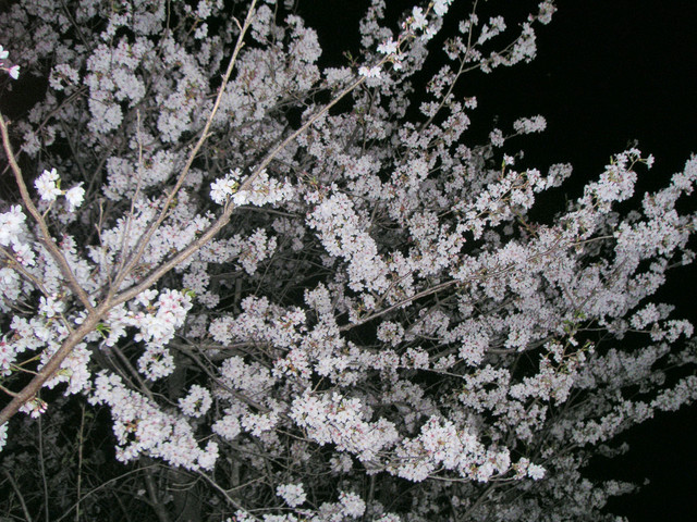 Pict0001
